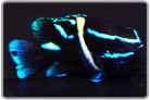 Neon Velvet Damselfish